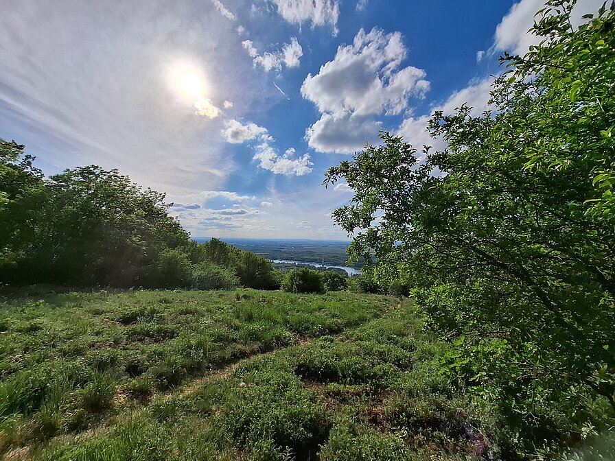 Hundsheimer Berg